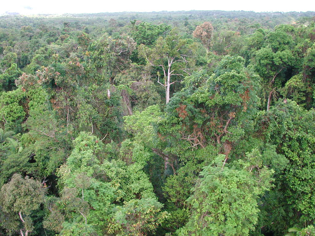 Tropical rainforest, Qld. Photo credit: Daniel Falster.