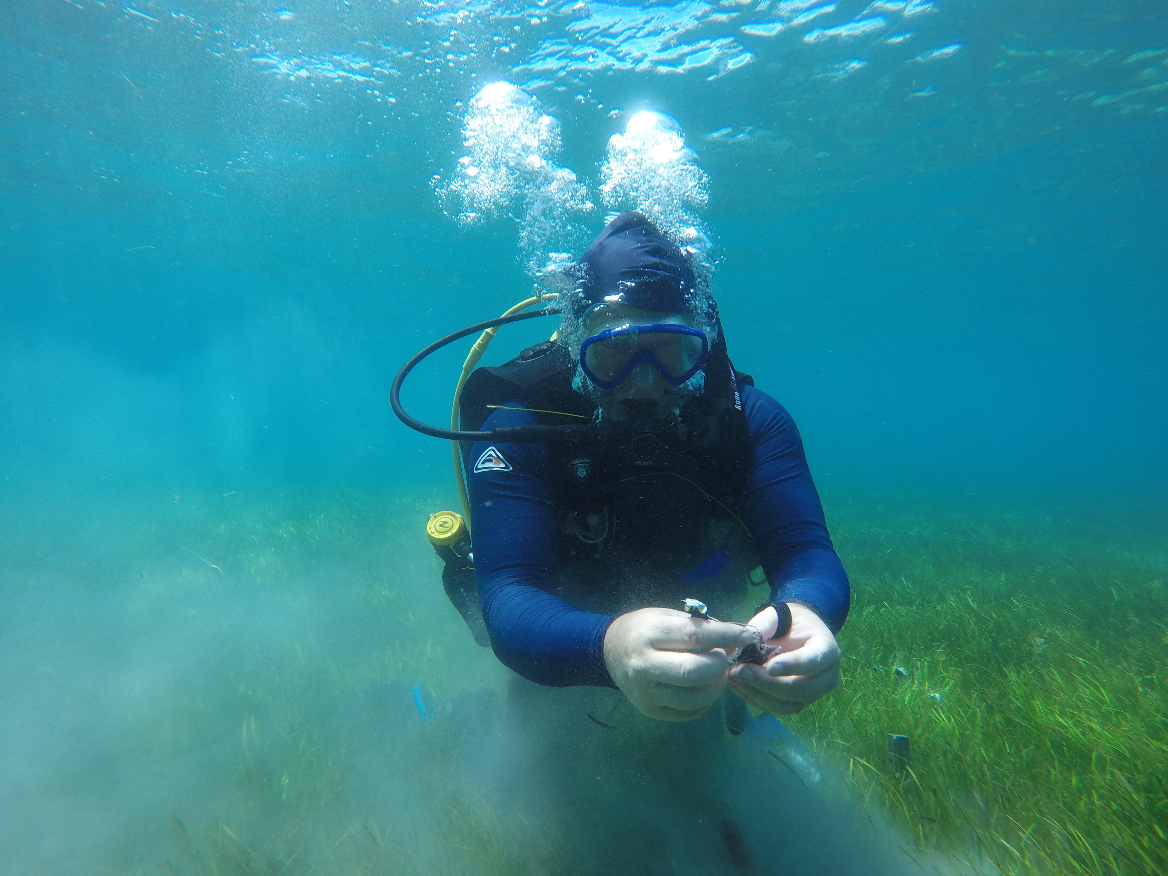 Paul York from James Cook University in North Queensland collecting a teabag from a seagrass meadow. Credit: Peter Davey