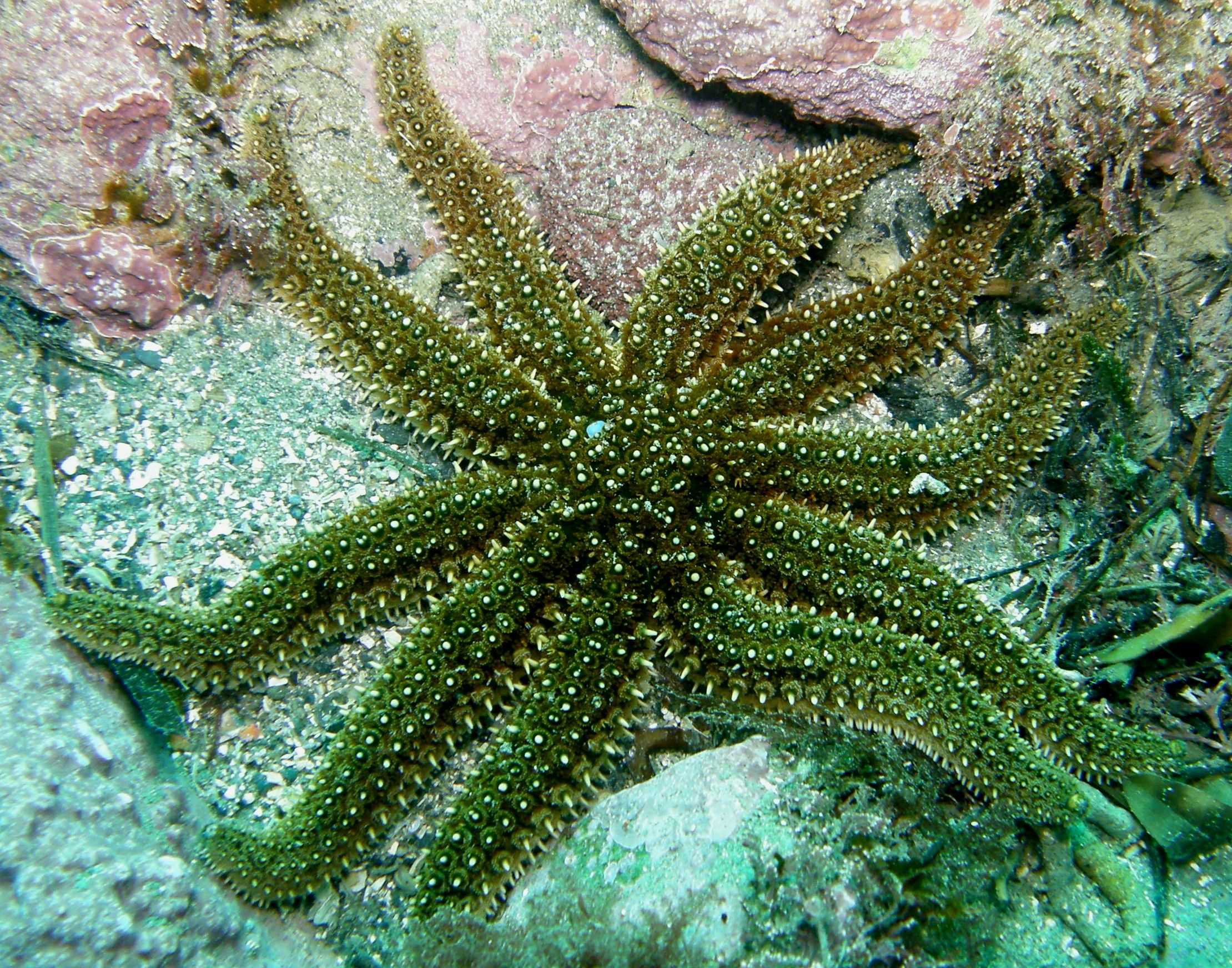 Anna  Barnett from New Zealand, CC BY 2.0, via Wikimedia Commons