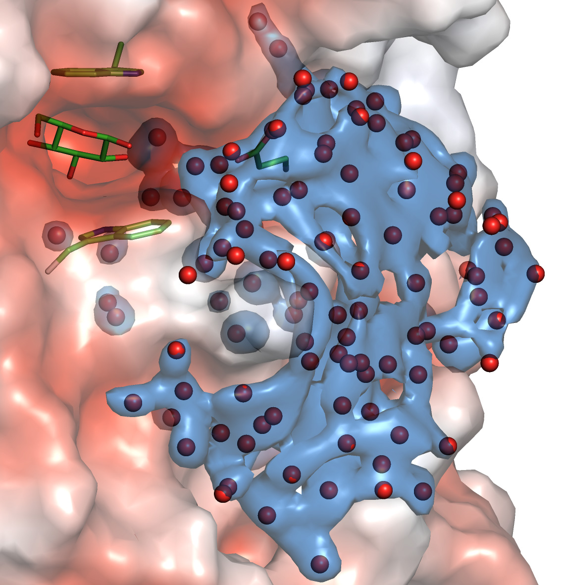 An illustration of the density of a water molecule network (blue surface map and red spheres) near the catalytic site (green sticks), projected on the surface of a plant exo-hydrolase, coloured by electrostatic potential (white and red surface maps). Credit: Maria Hrmova.