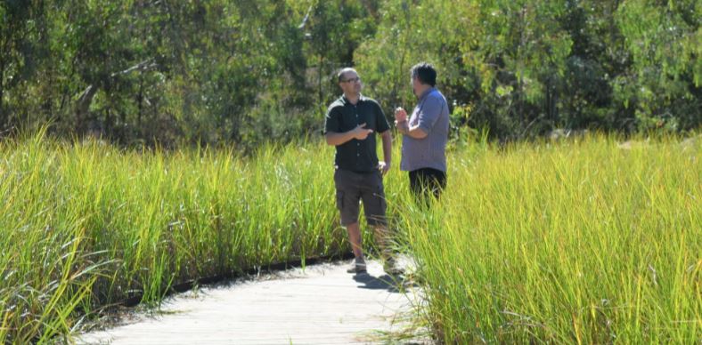 Reed beds at Oaklands constructed wetland, Adelaide