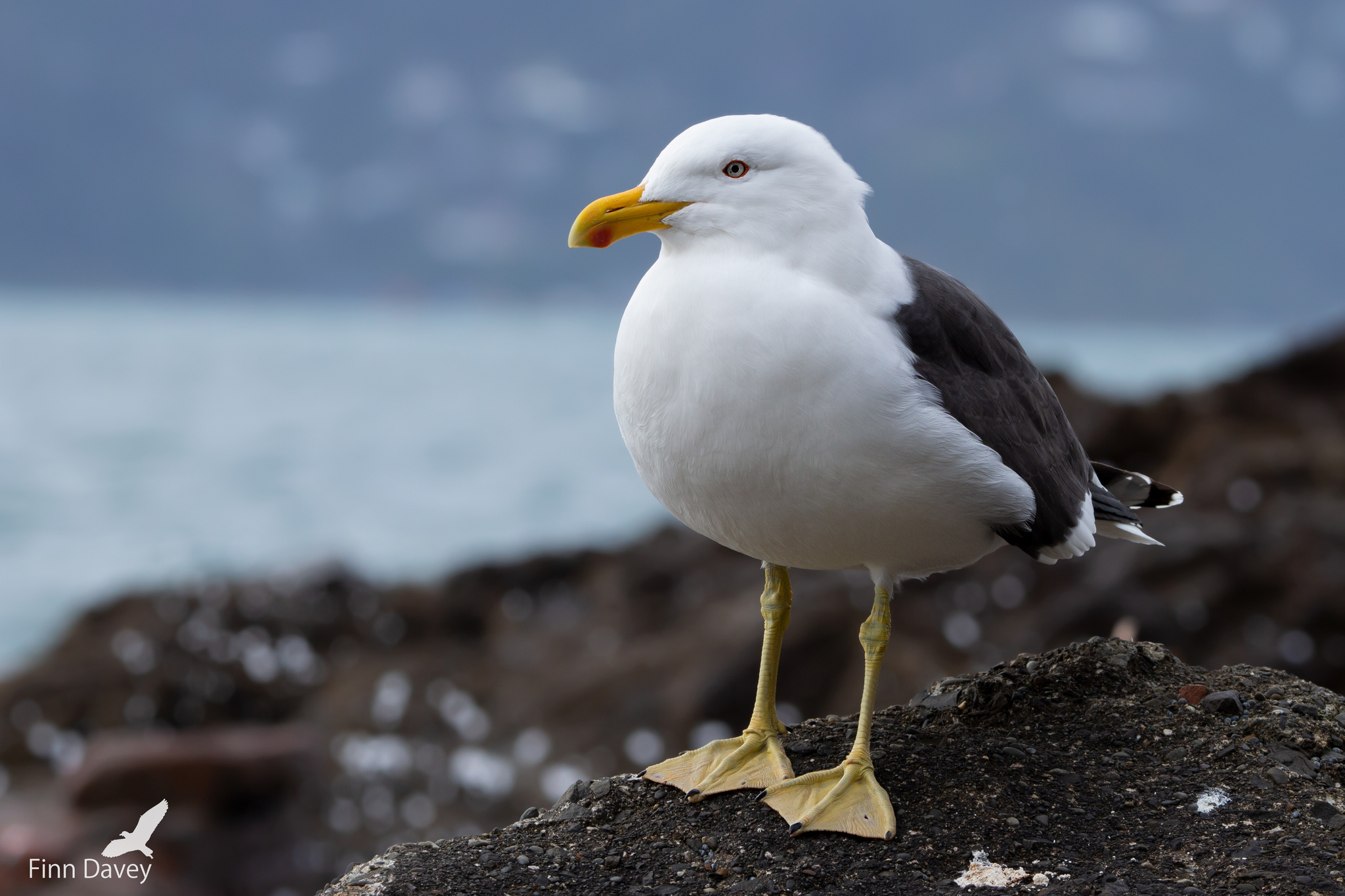 Photo by Finn Davey (CC BY-NC 4.0)