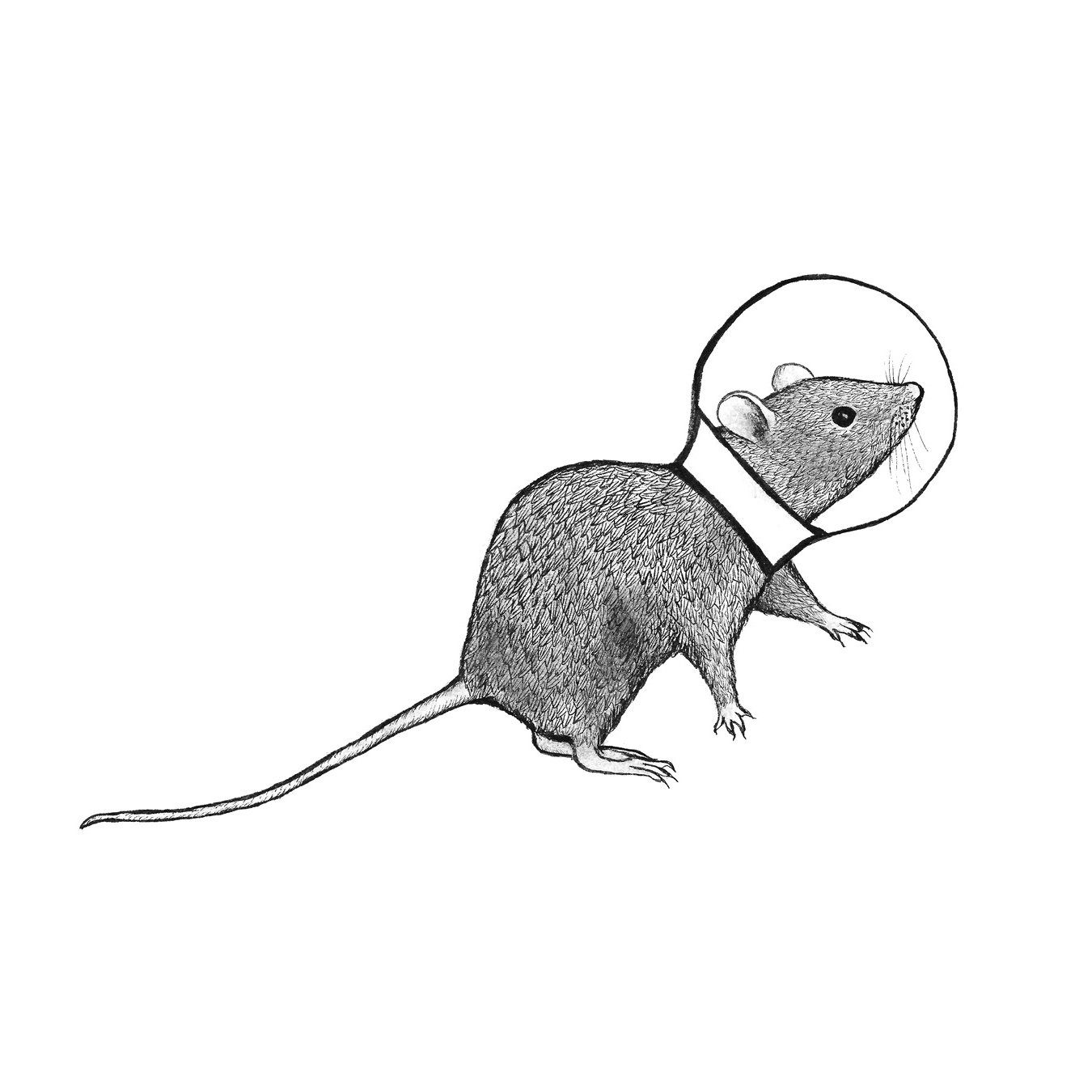 Illustration of a rodent wearing a space helmet_CREDIT Liana Wait