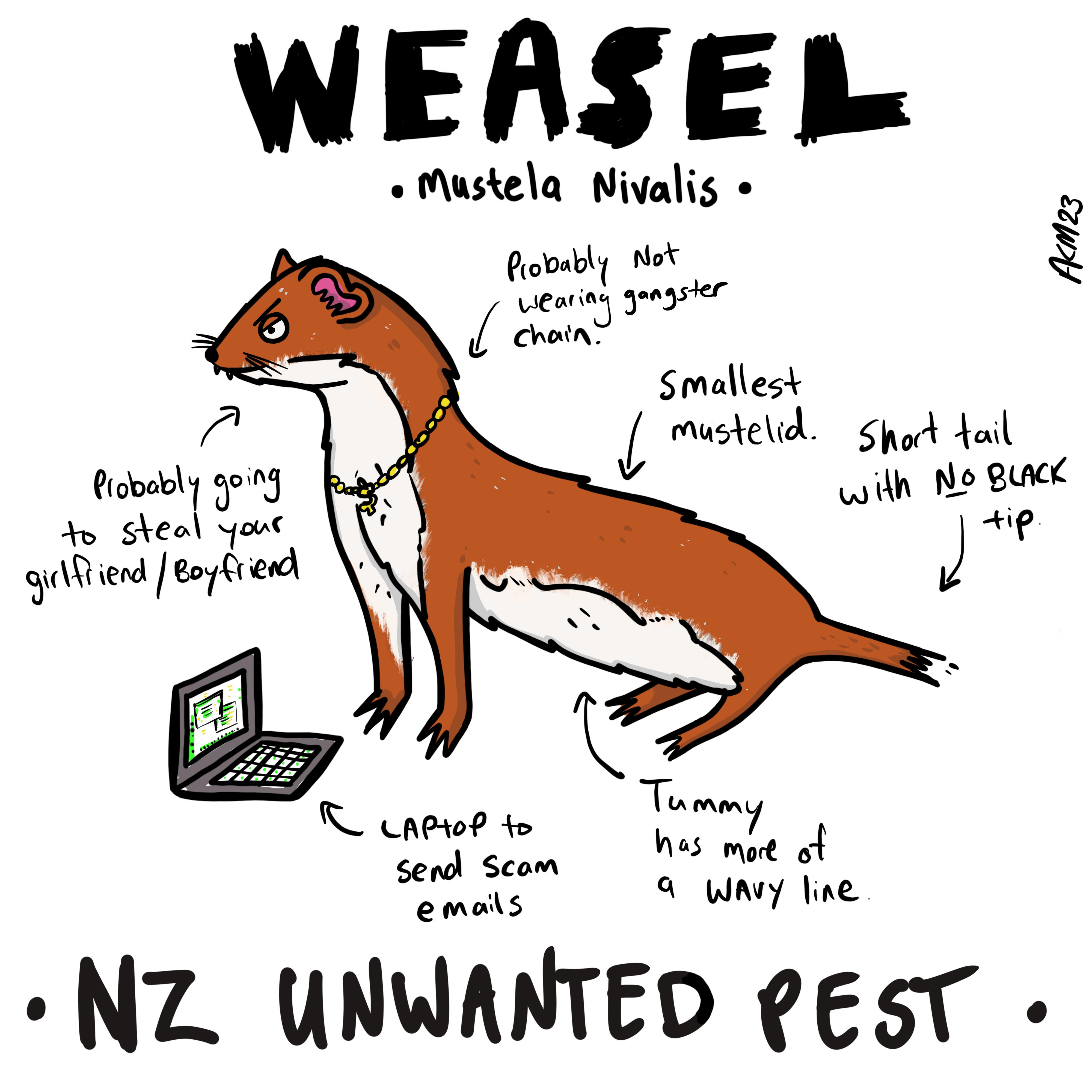 Weasel illustration. Credit: Andrew McKay