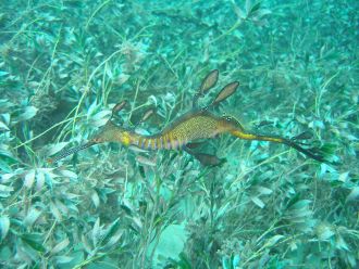 Weedy Seadragon
