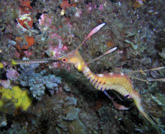 Weedy Seadragon