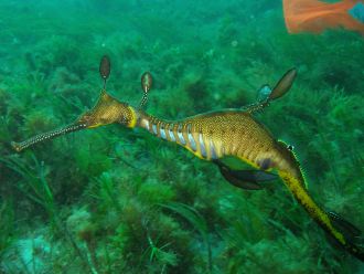Weedy Seadragon