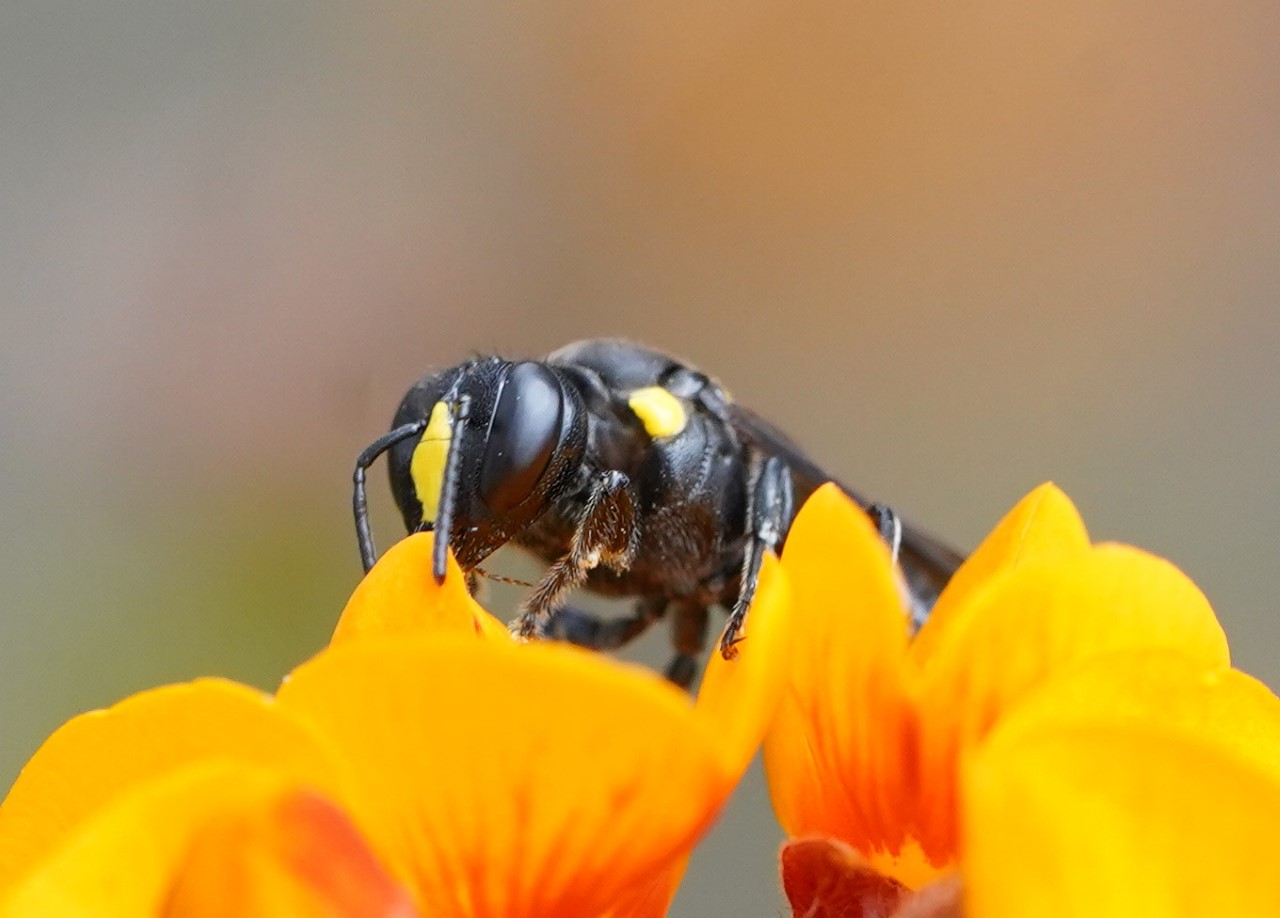 Amphylaeus morosus Photo courtesy Reiner Richter (source iNaturalist)