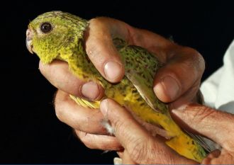 Night Parrot 