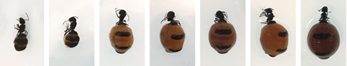 Australian honeypot ant in various sizes. [Credit: Dong et al.]