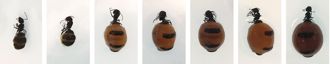 Australian honeypot ant in various sizes
