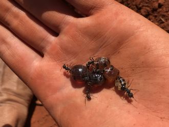Australian honeypot ant