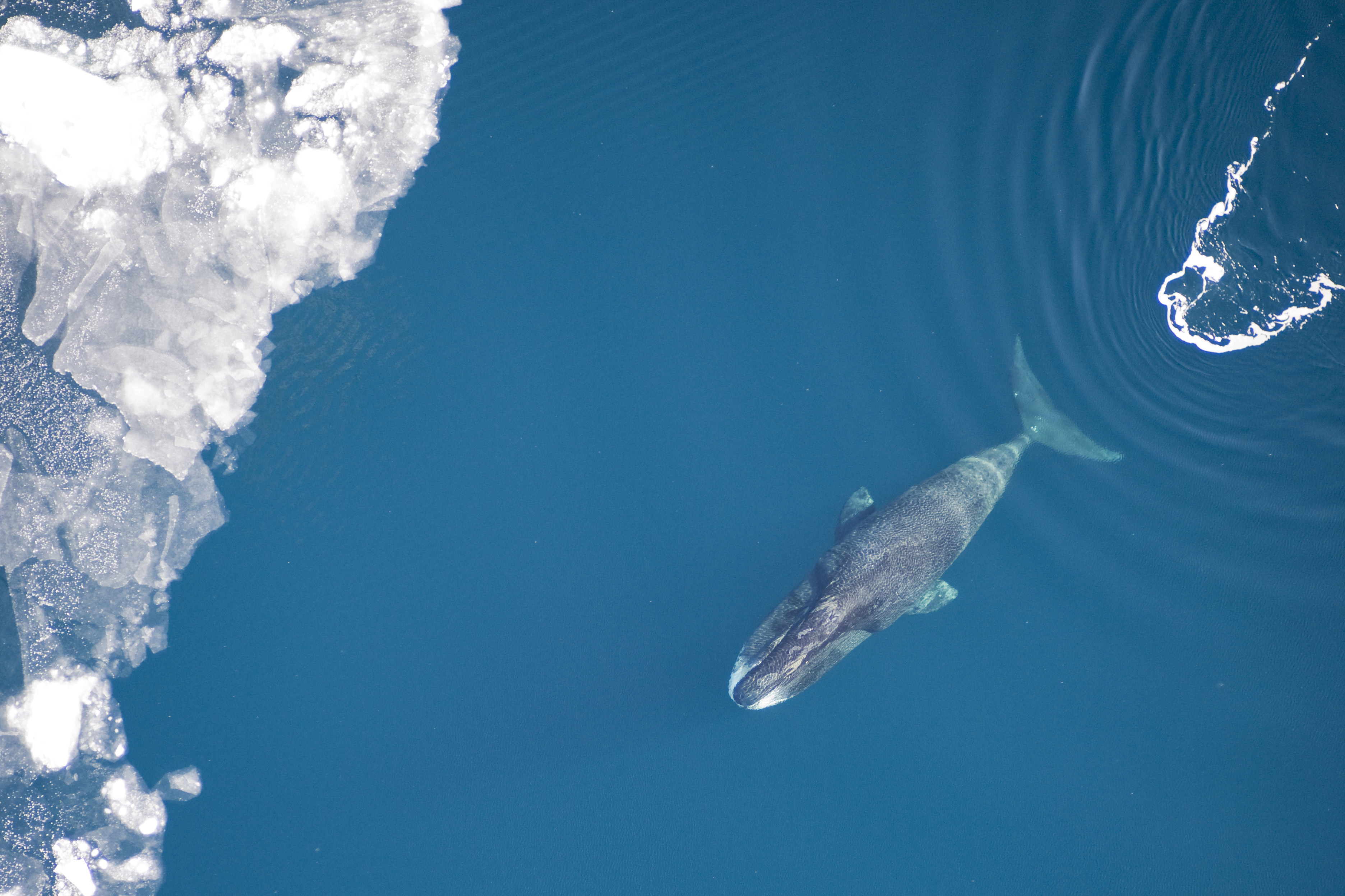 CC0 - Vicki Beaver, Alaska Fisheries Science Center, NOAA FIsheries, Marine Mammal Permit#14245