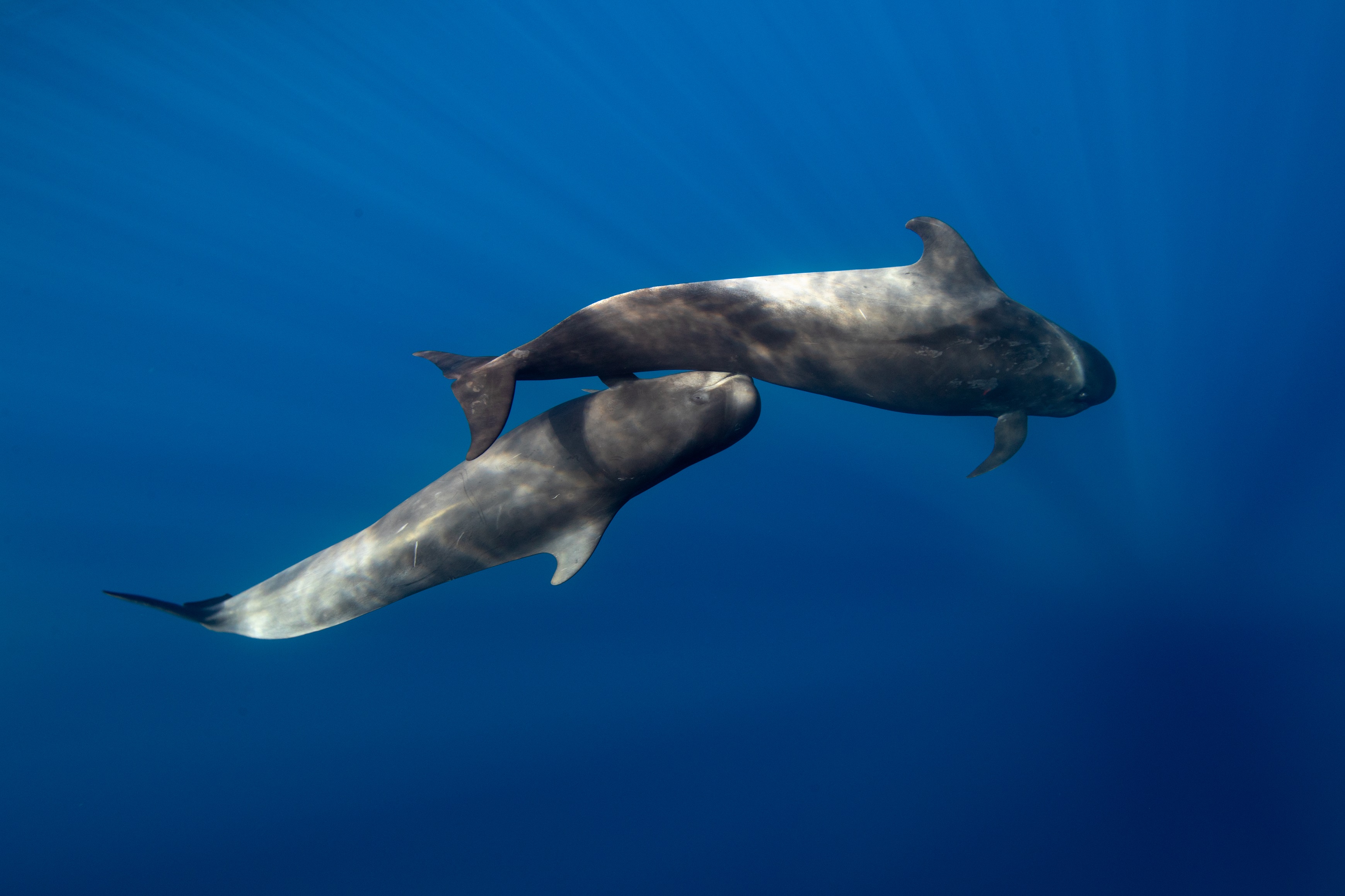 Underwater photograph of a Short-finned pilot whale (Globicephala macrorhynchus) mother nursing its calf off Tenerife, Canary Islands. Credit: Francis Perez.