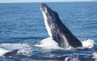 Humpback whales off the Queensland coast