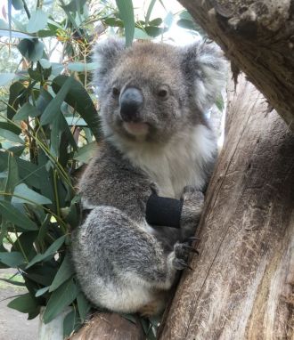 Fitbit koala