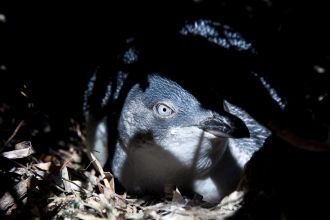 little penguin in burrow