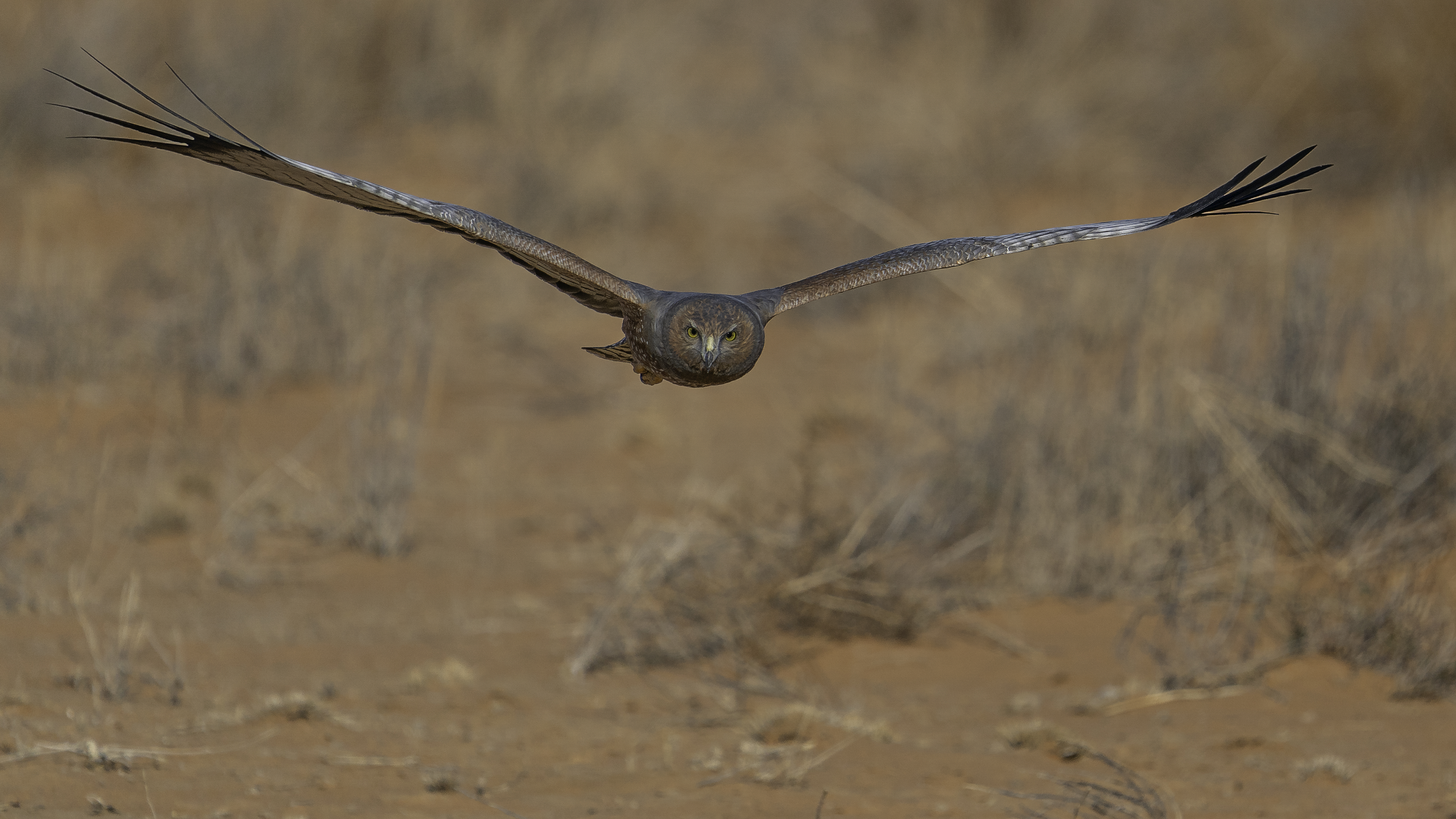 Australian spotted harrier (circus assimilis) courtesy Michael Jury (Mykel Photography). 