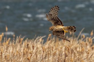Northern harrier in flight 