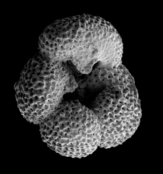 Dentoglobigerina altispira, which went extinct around 3 million years ago