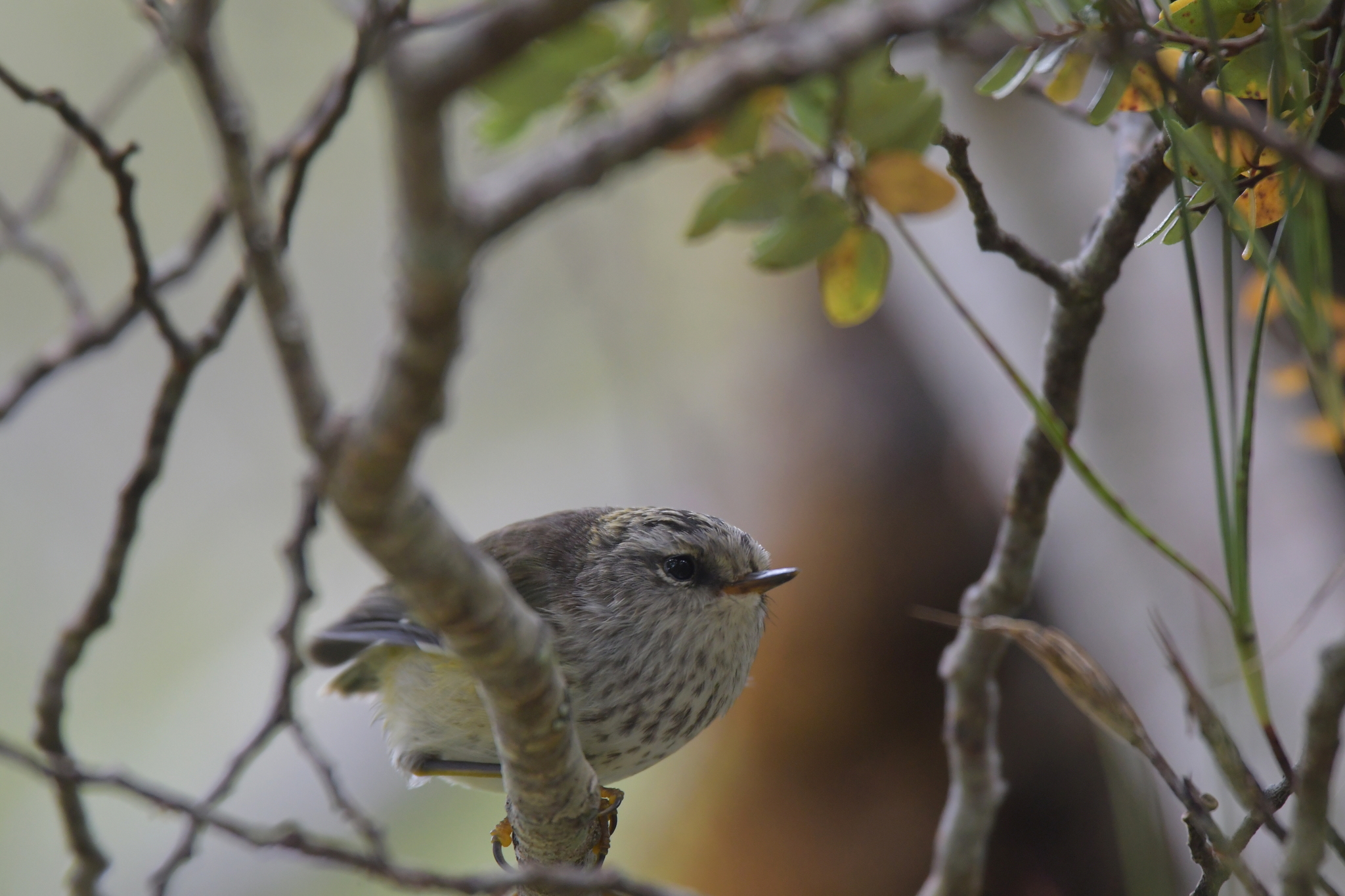 PHOTO: Christopher Stephens - https://www.inaturalist.org/photos/112601837, CC BY-SA 4.0, https://commons.wikimedia.org/w/index.php?curid=109891725
