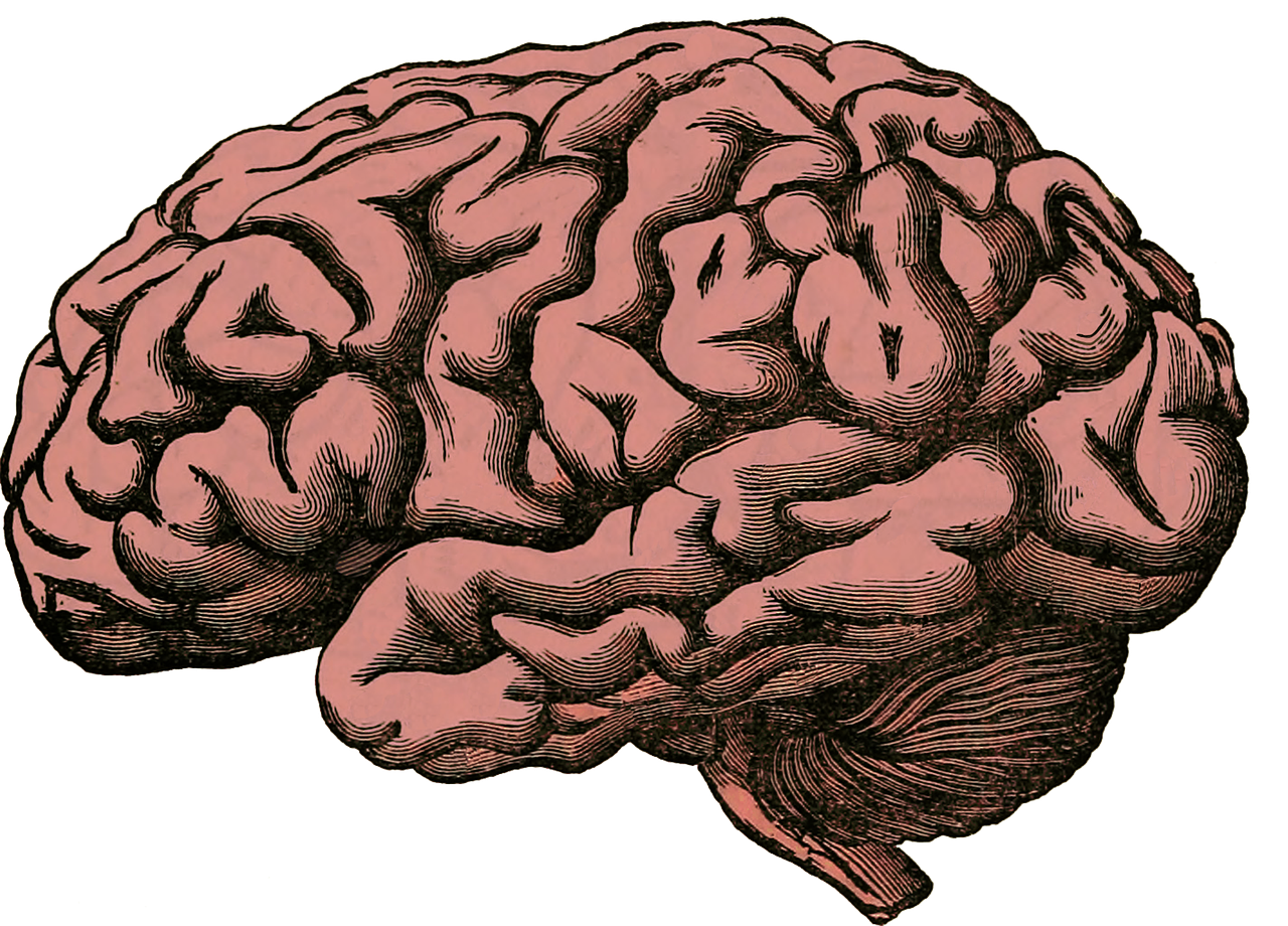 CC-0. https://pixabay.com/illustrations/brain-anatomy-human-science-health-512758/