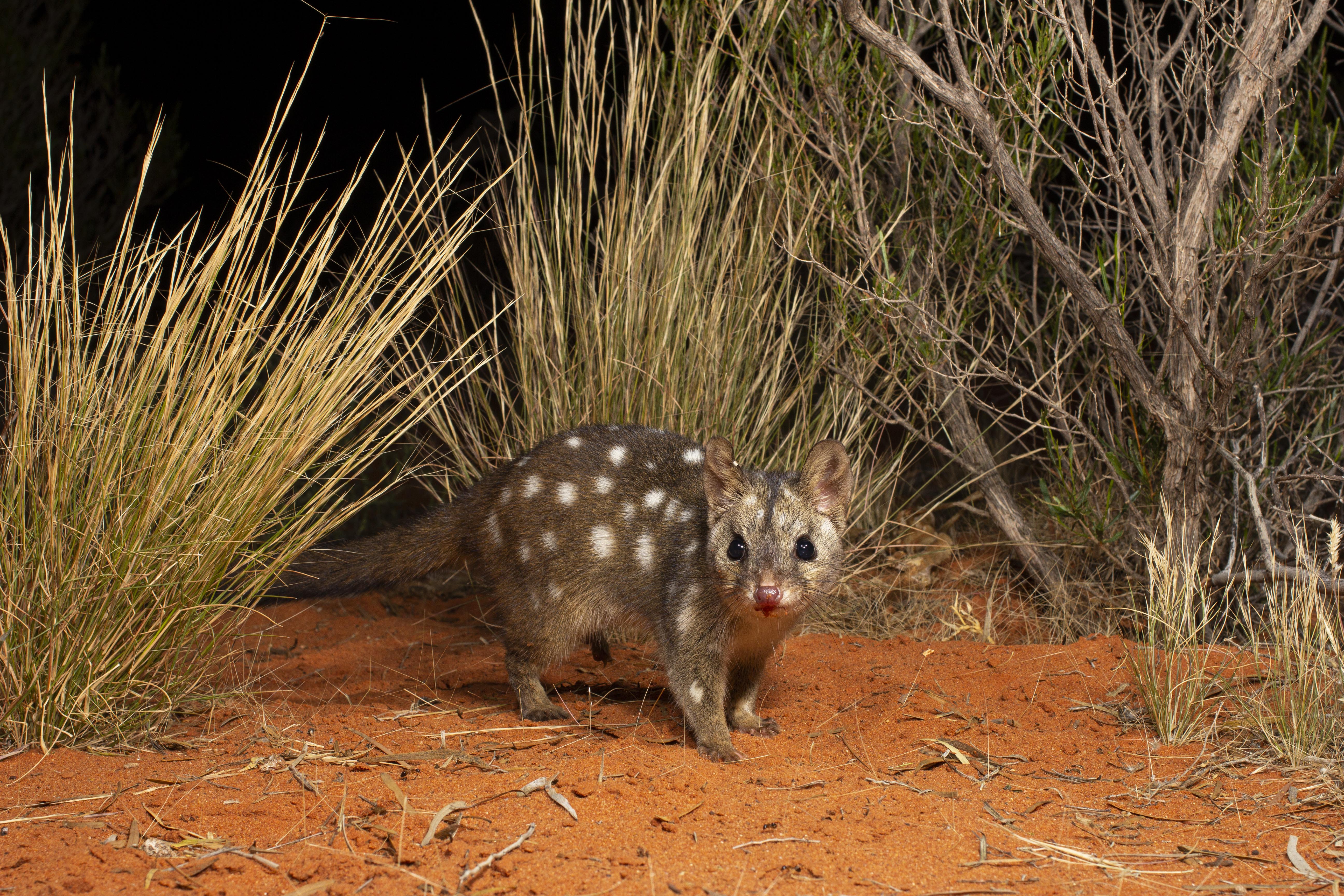 This study shows that the benefits of reintroducing quolls to fence reserves, such as filling the role of an apex predator, may outweigh the risk of losing some species to quoll predation. Photo: Jannico Kelk.