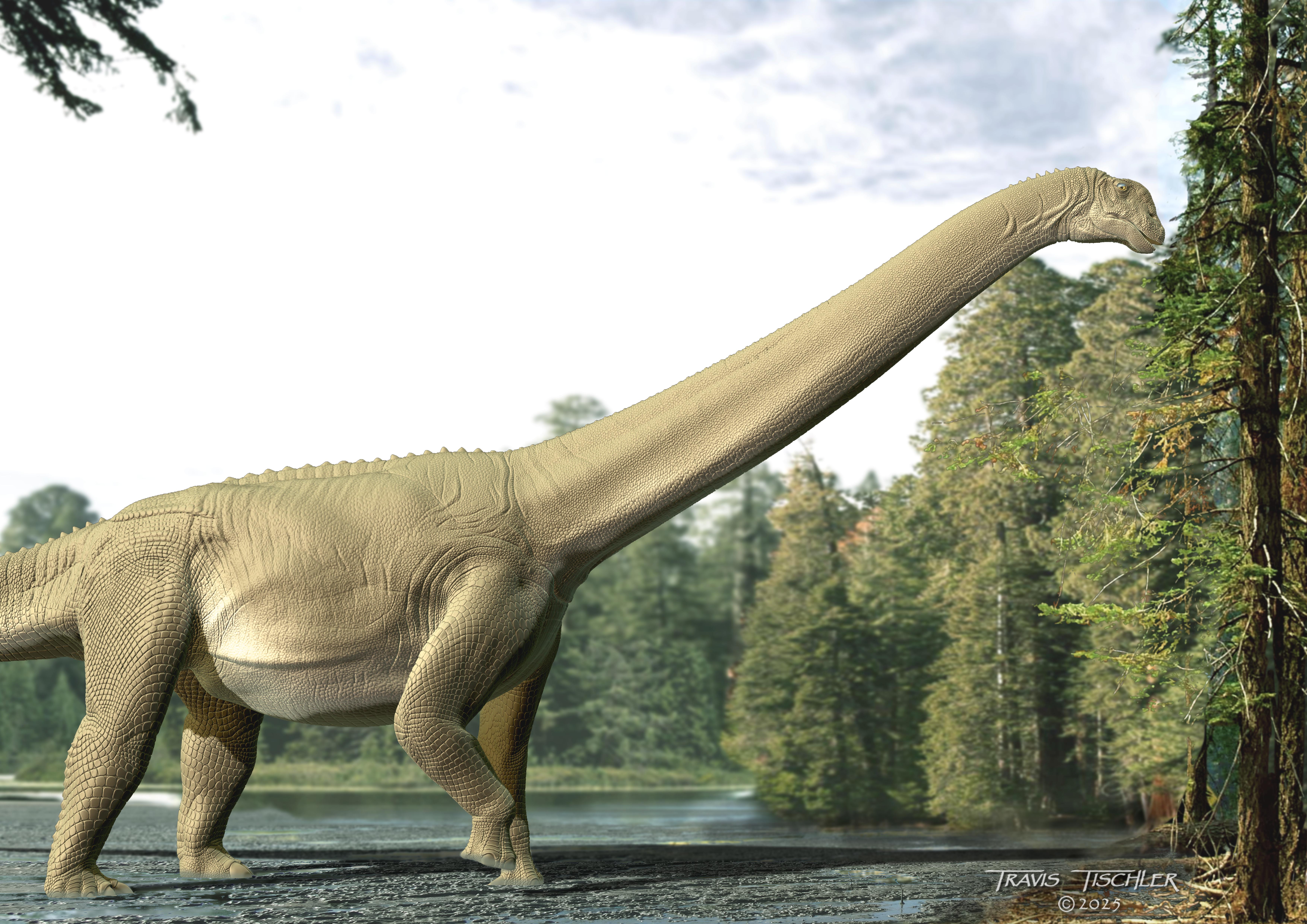 Artist impression of Diamantinasaurus matildae (Judy) by Travis Tischler 2025