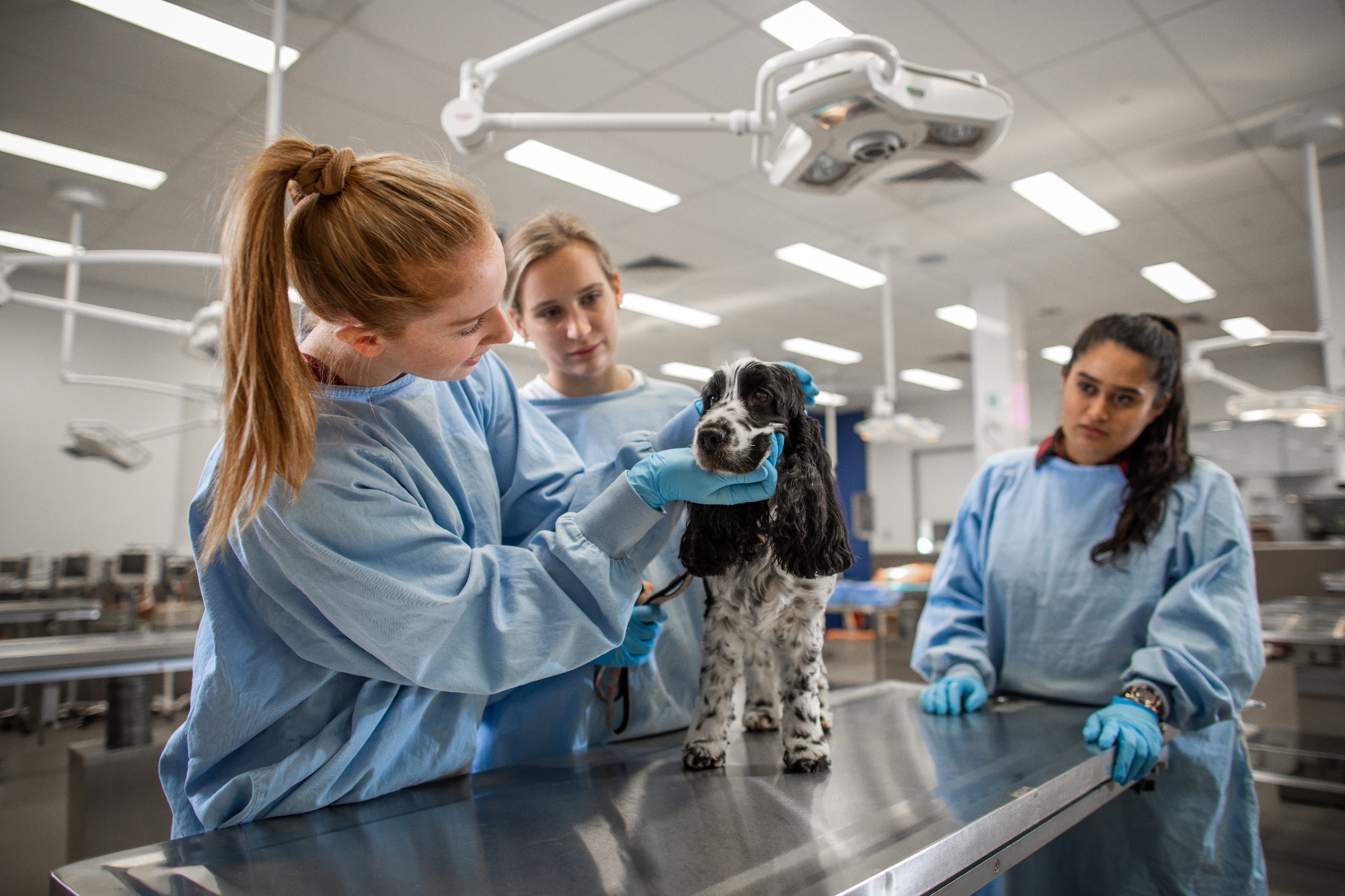University of Adelaide vet science students in training.