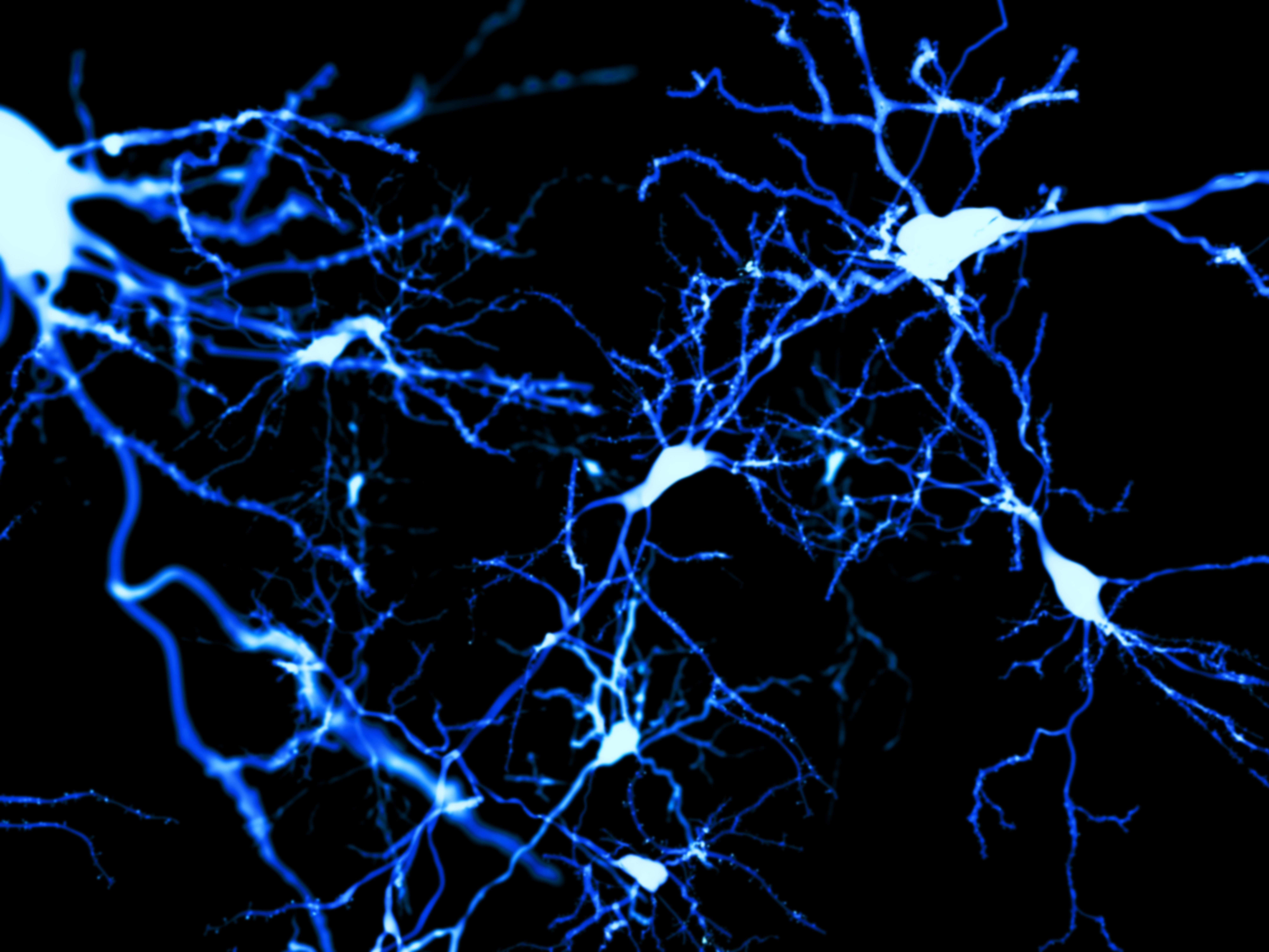 A graphic showing pyramidal neurons in the cerebral cortex. Image: Adobe 