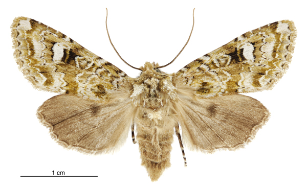 Credit: Birgit E. Rhode, Landcare Research NZ - https://commons.wikimedia.org/wiki/File:Graphania_plena_female.jpg