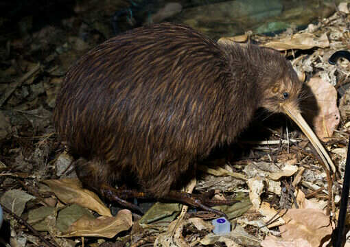 North island brown kiwi (Apteryx mantelli) foraging at night. PHOTO: Flickr/wagon16