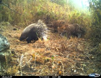 Camera-trap image of a leopard chasing a porcupine