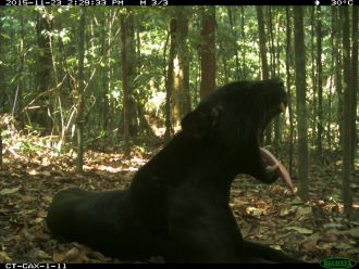 Camera-trap image of yawning black panther (melanic Panthera pardus)