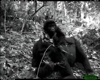 Camera-trap image of curious mountain gorillas