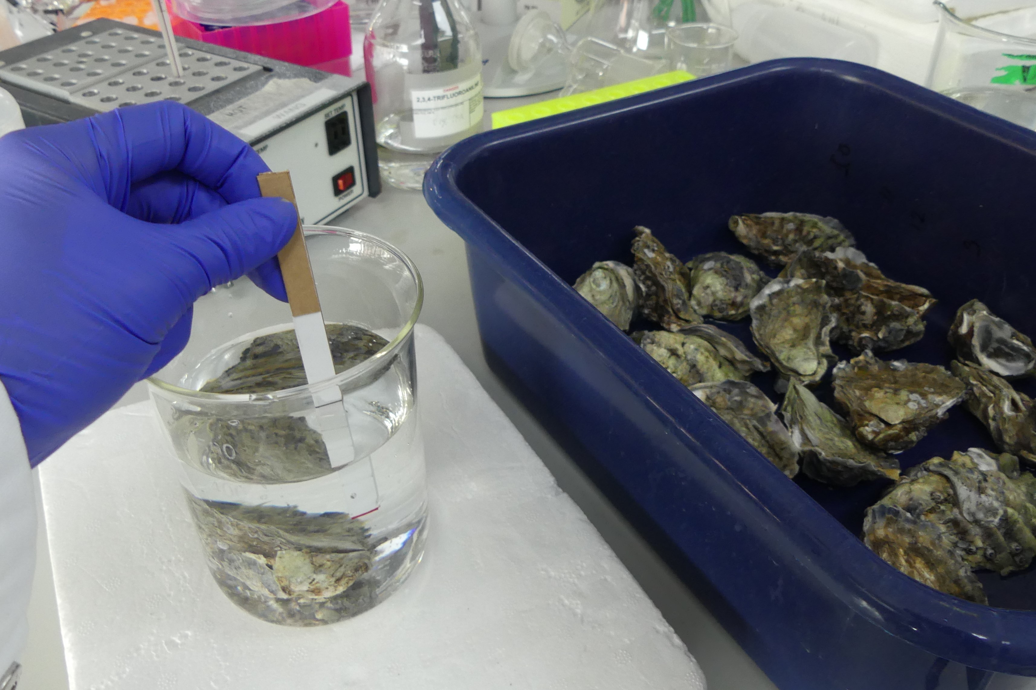 Sydney Rock Oysters of unknown gender. A dipstick that could be used to determine gender based on differences in biomolecules secreted by the oyster into the water. Credit: University of the Sunshine Coast