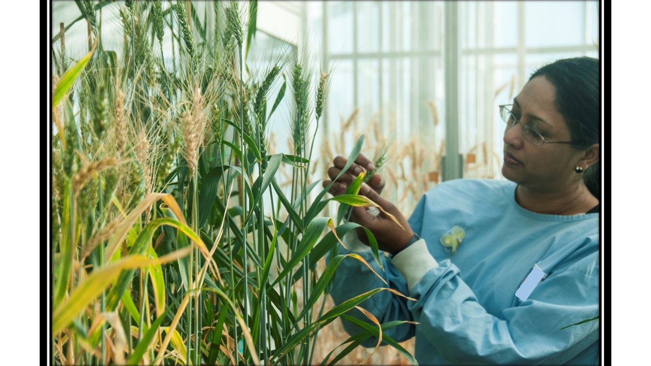 Dr Sunita Ramesh conducting plant research at Flinders University.