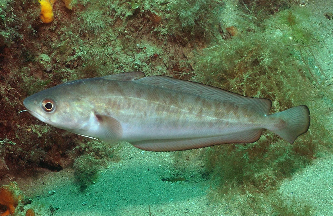 A Red Cod, Pseudophycis palmata (previously Pseudophycis bachus), in Port Phillip, Victoria, Australia.   Source: Rick Stuart-Smith / Reef Life Survey. License: CC BY Attribution. 
