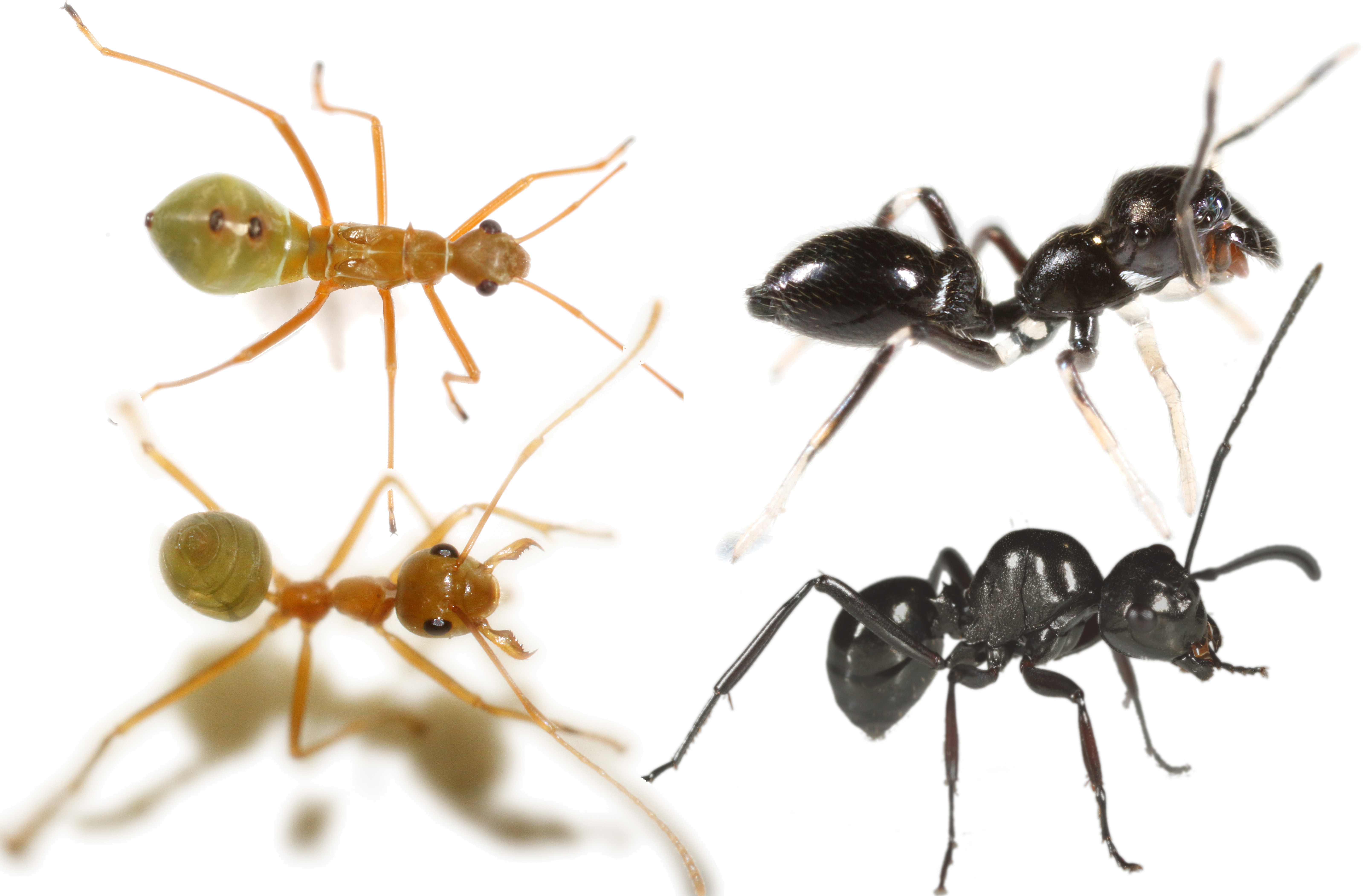 Some ant mimics and putative models. An accurate ant mimicking insect (immature Alydid sp., top left) and presumed model (Oecophylla smaragdina, bottom left). An accurate ant-mimicking spider (Myrmarachne macleayana, top right) and putative ant model (bottom right, Polyrhachis robsoni). Photographs, Jim McLean.