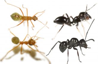 Some ant mimics and putative models