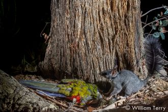 Phascogale with dead crimson rosella. Credit William Terry