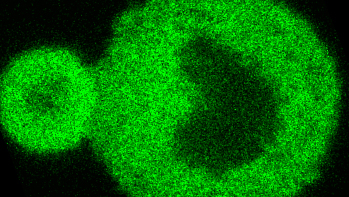 Yi Shen & Daniele Vigolo/The University of Sydney