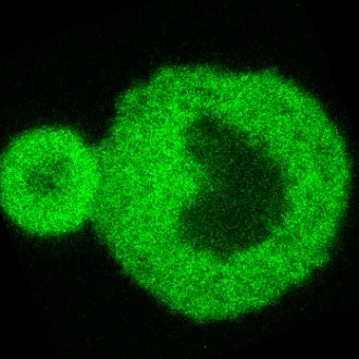 Nanoscale 3D scan of protein condensate interaction