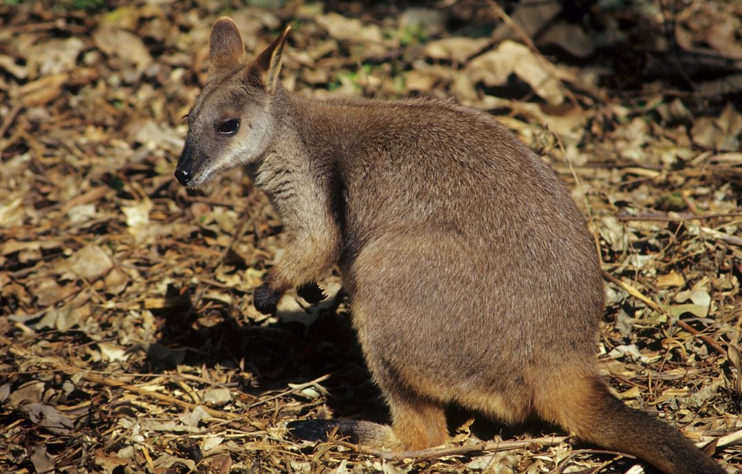 The Proserpine rock-wallaby is one of the biggest species of rock-wallaby and had some of the largest skulls in the study. Image: Hans & Judy Beste via Lochman Transparencies.