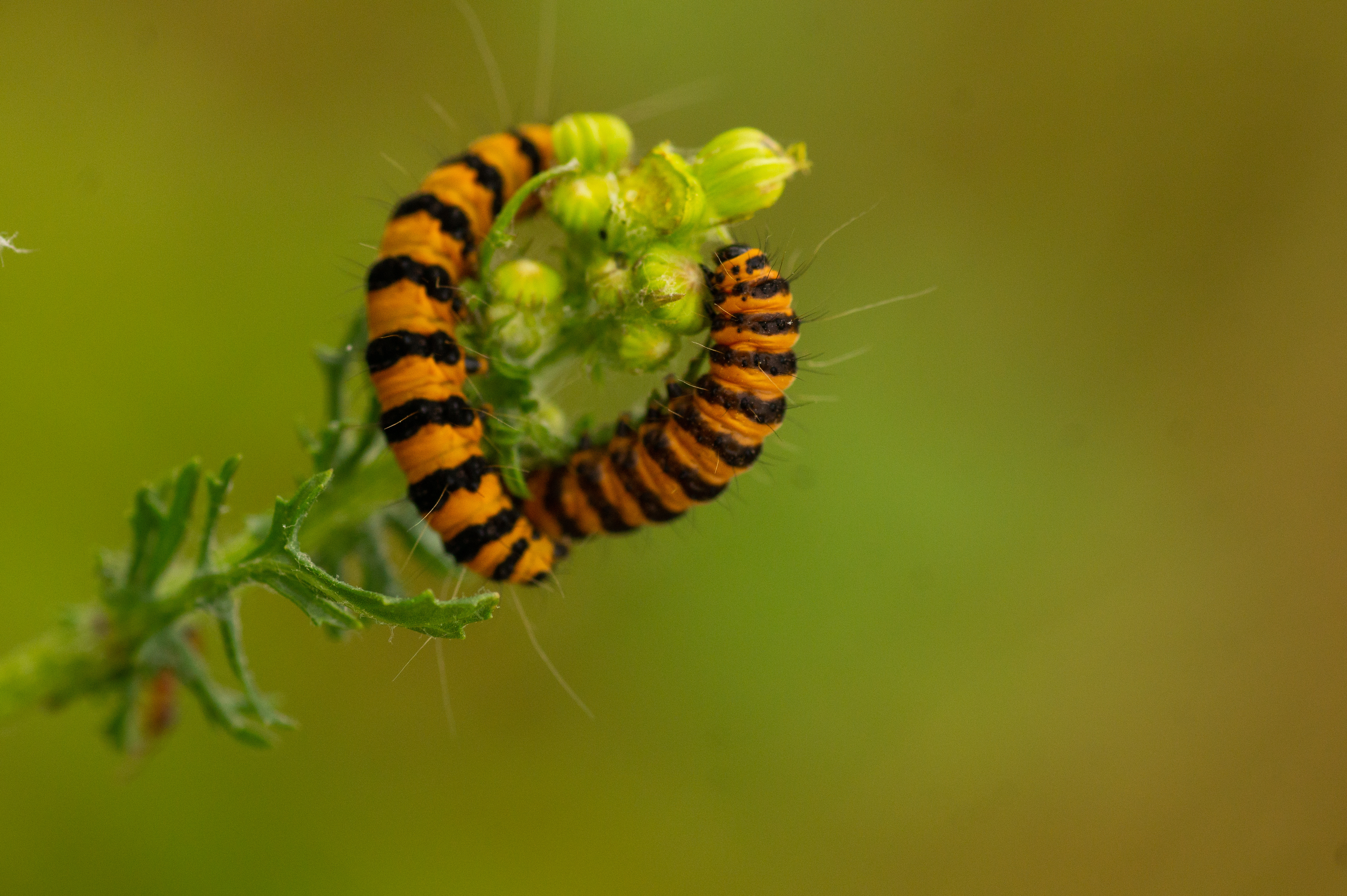 Cactoblastis cactorum, or the cactus moth, was introduced to Australia to bring populations of prickly pear under control. Its larvae feed on the plant. Photo: Adobe Stock