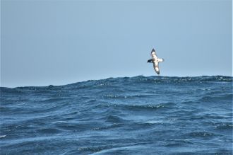 Cape Petrel