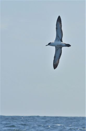 Great Shearwater