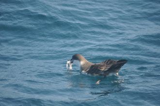 Great Shearwater