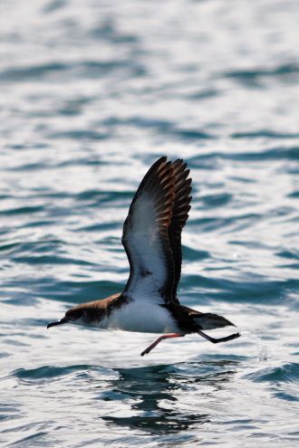 Manx Shearwater