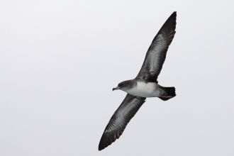 Pink-footed shearwater